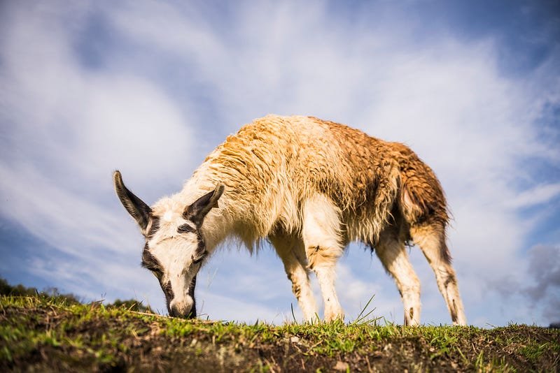 Llama Antibodies and COVID-19