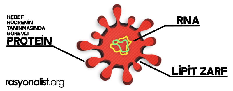 What Is Coronavirus, and What Should We Do?