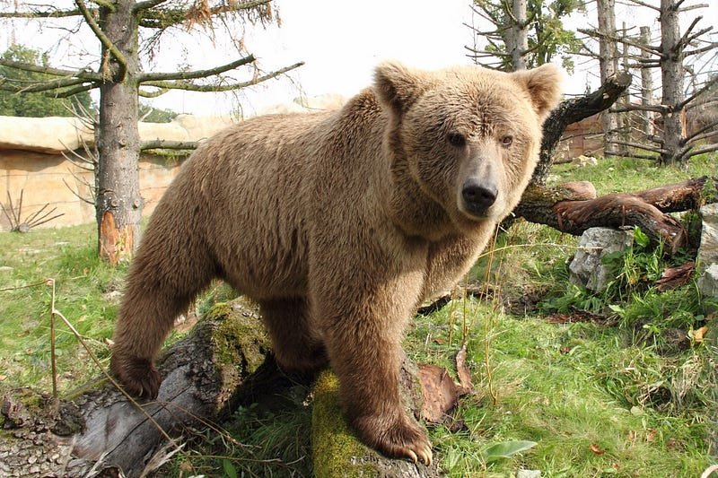 Evidence Suggests the Legendary Yeti Were Actually Bears