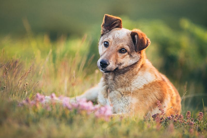 The Link Between Animal Cruelty and Antisocial Behavior